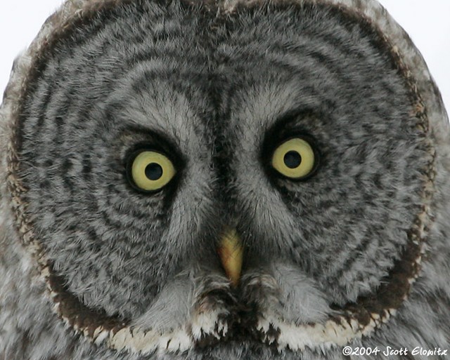 Great Gray Owl