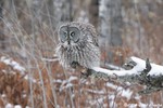 Great Gray Owl