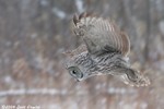 Great Gray Owl