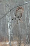 Great Gray Owl