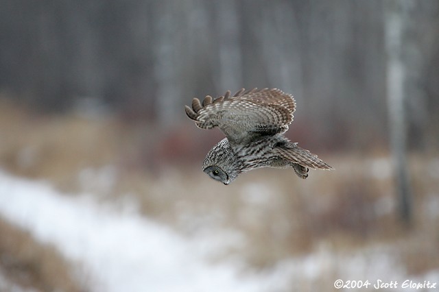 Great Gray Owl