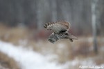 Great Gray Owl