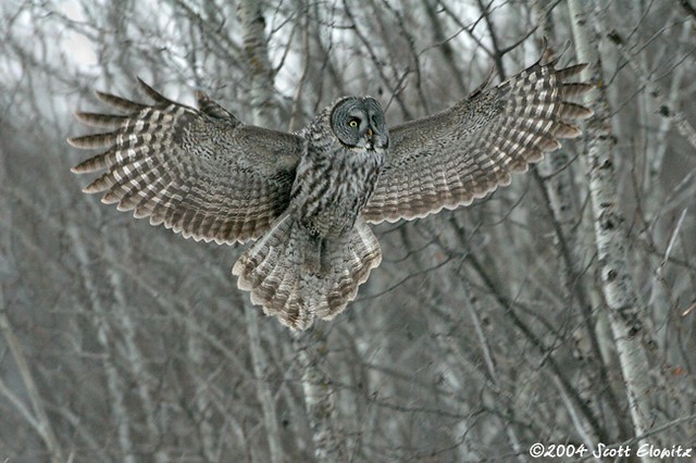 Great Gray Owl