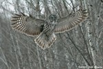 Great Gray Owl