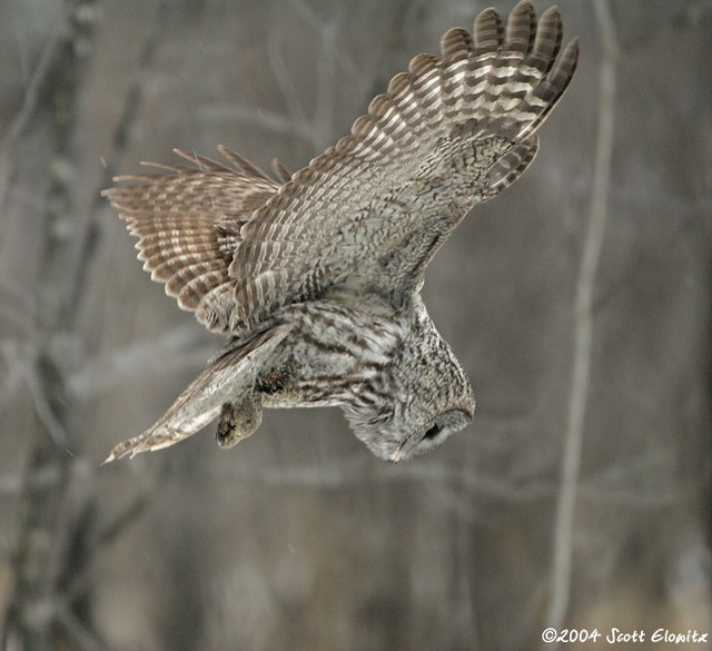 Great Gray Owl