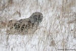 Great Gray Owl