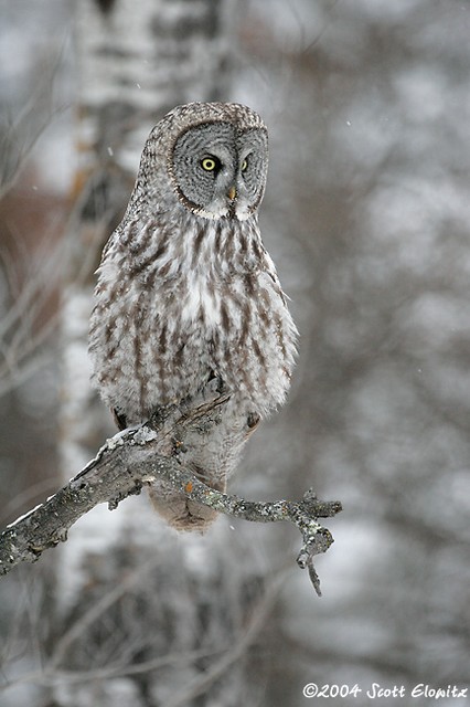 Great Gray Owl