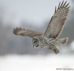 Great Gray Owl