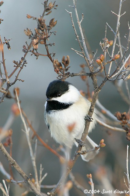 Black-capped Chickadee