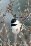 Black-capped Chickadee