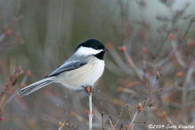 Black-capped Chickadee