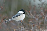 Black-capped Chickadee