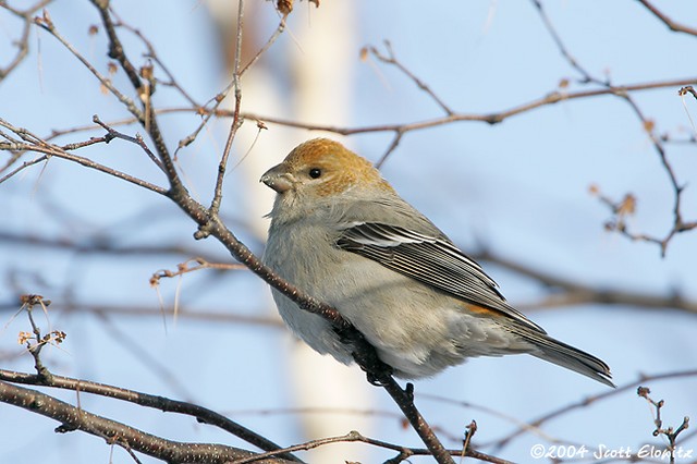 Pine Grosbeak