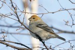 Pine Grosbeak