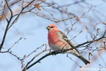 Pine Grosbeak