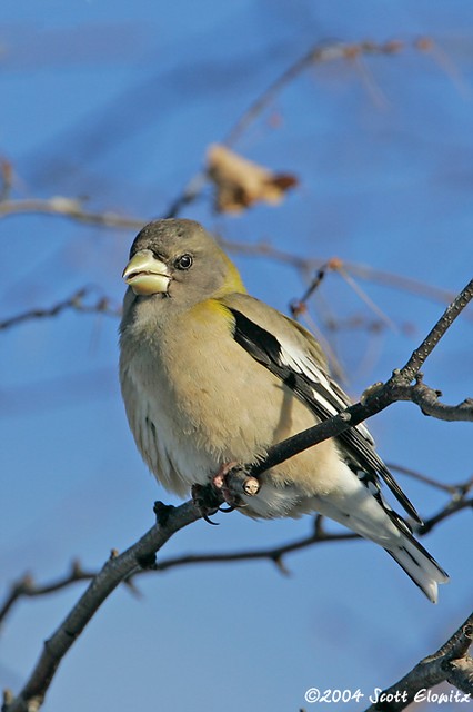 Evening Grosbeak