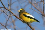 Evening Grosbeak