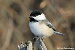 Black-capped Chickadee