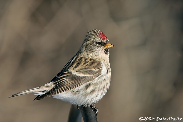 Common Redpoll