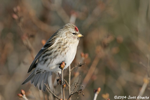 Common Redpoll