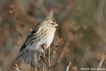 Common Redpoll