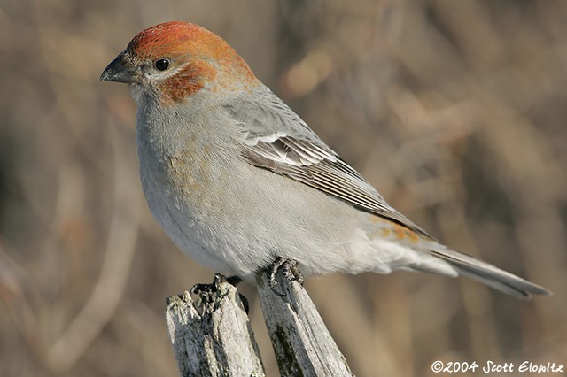 Pine Grosbeak