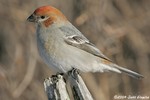 Pine Grosbeak