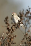 Common Redpoll