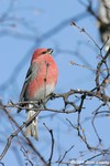 Pine Grosbeak