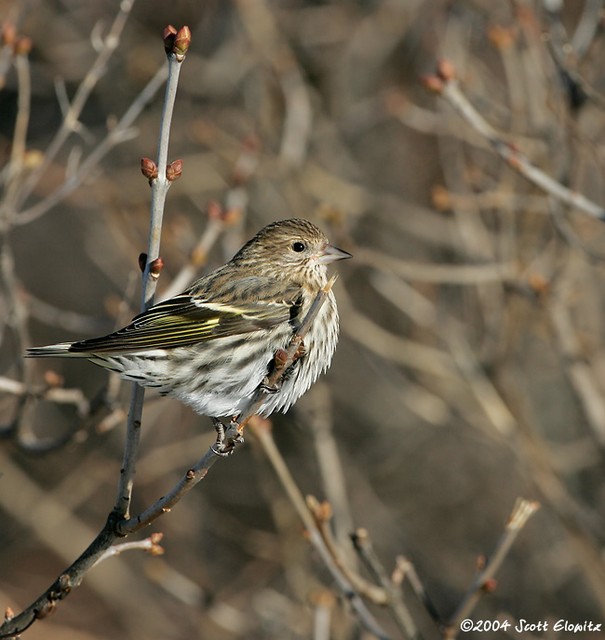 Pine Siskin