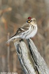 Common Redpoll