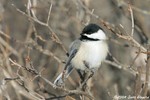 Black-capped Chickadee