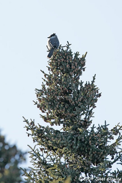 Gray Jay