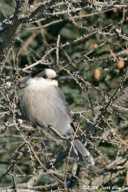 Gray Jay