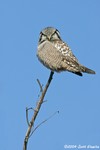 Northern Hawk Owl