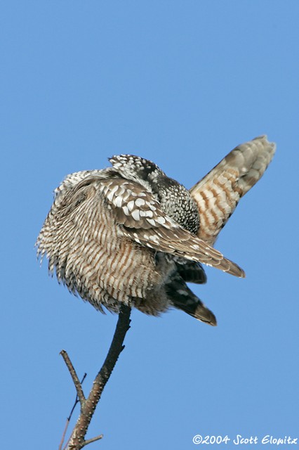 Northern Hawk Owl