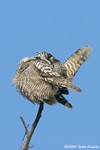 Northern Hawk Owl