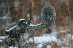 Great Gray Owl