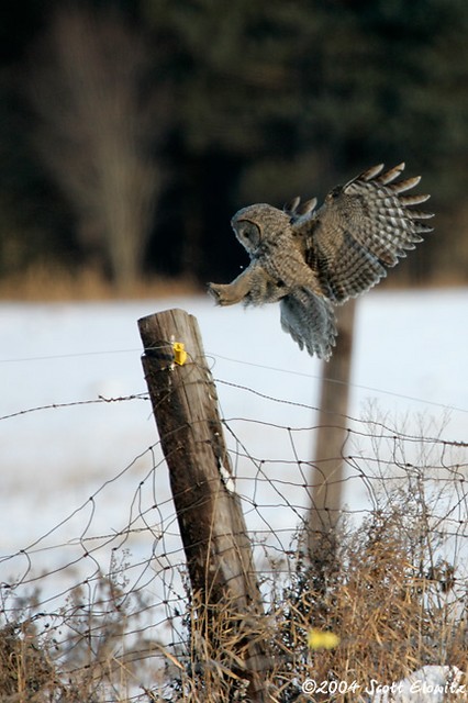 Great Gray Owl