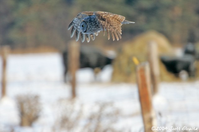 Great Gray Owl