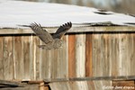 Great Gray Owl