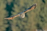 Great Gray Owl