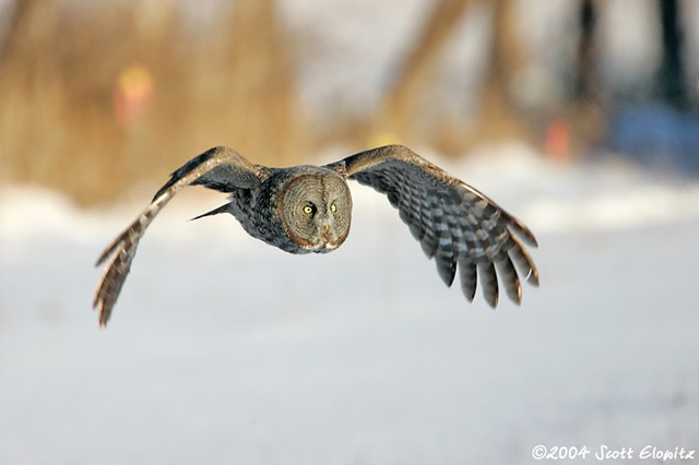 Great Gray Owl