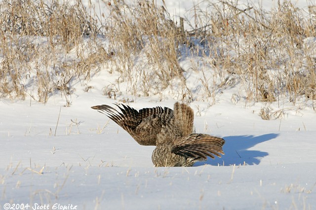 Great Gray Owl