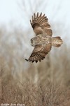 Great Gray Owl