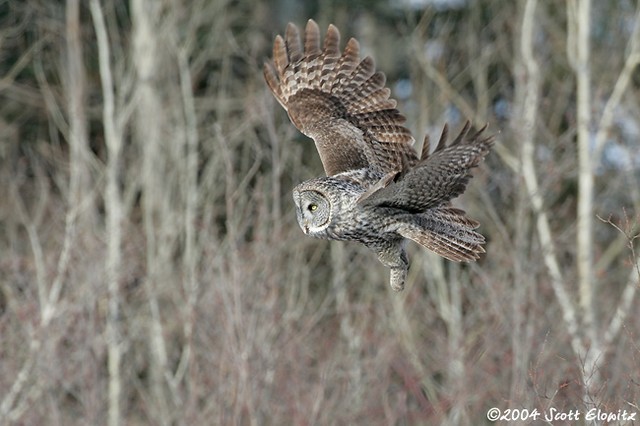 Great Gray Owl