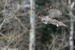 Great Gray Owl