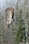 Great Gray Owl