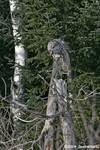 Great Gray Owl eating a mouse