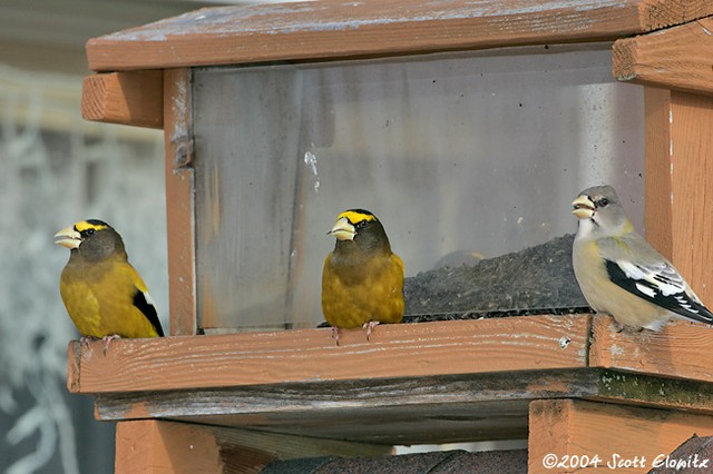 Evening Grosbeak